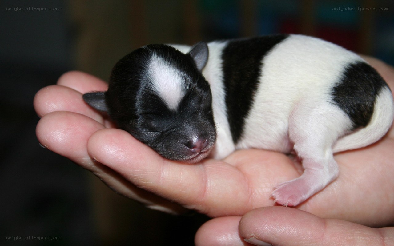 newborn puppy in hand