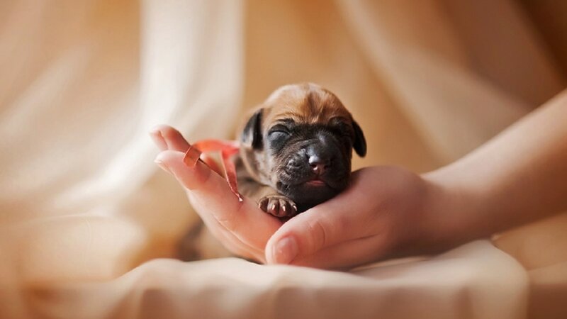 Newborn Puppy in Hands — Beige, Calm