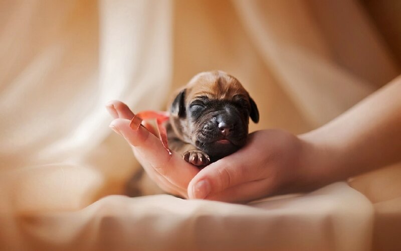 Newborn Puppy in Hands — Beige