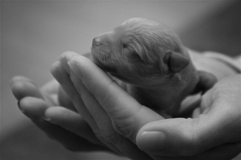 Newborn Puppy in Hands — Black
