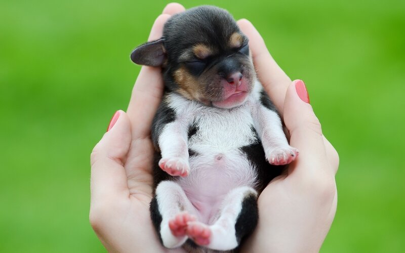 Newborn Puppy in Hands — Green, Calm