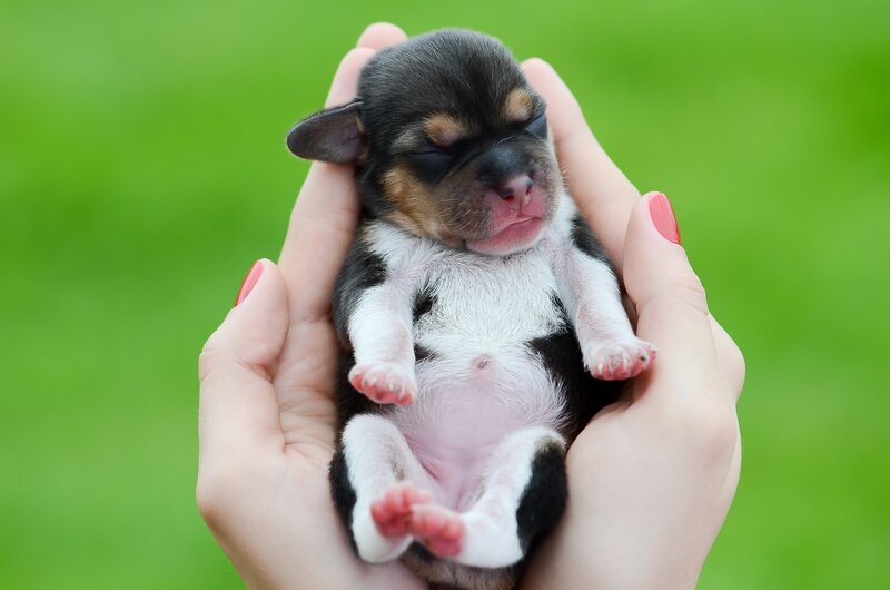 Newborn Puppy in Hands — Green