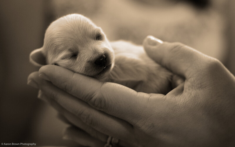Newborn Puppy in Hands — Sepia, Calm