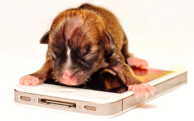 Newborn Puppy on Phone