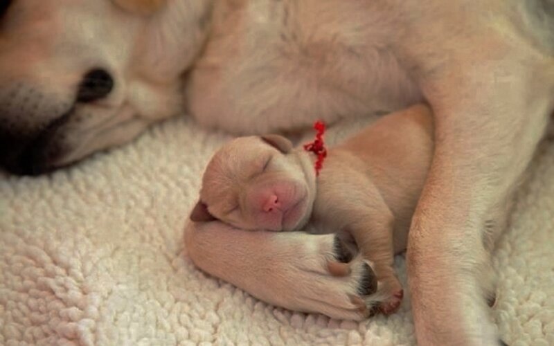 Newborn Puppy Sleeping — Beige