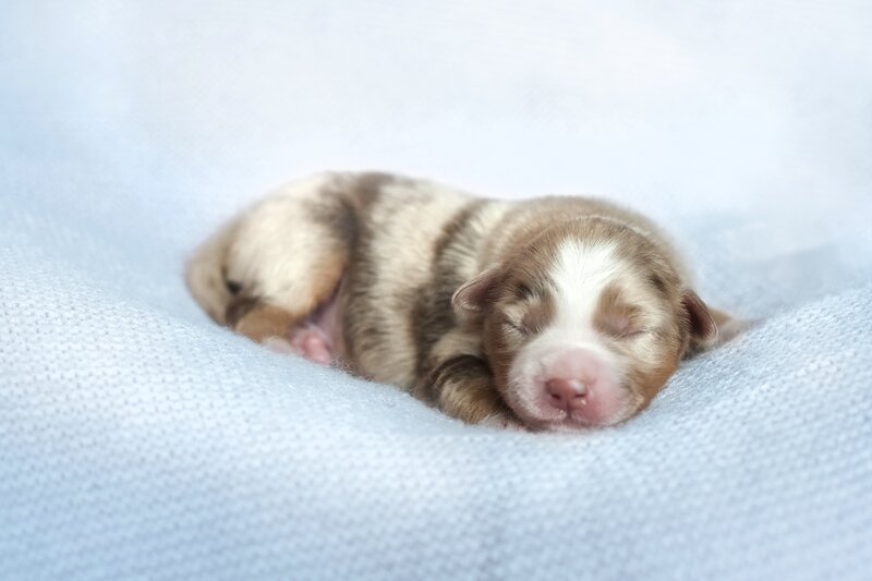 Newborn Puppy Sleeping — Blue