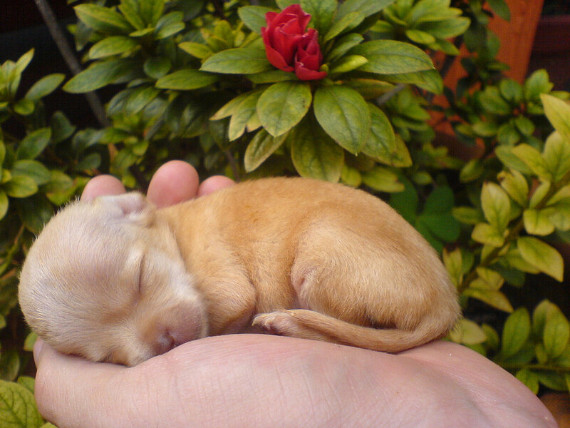 Newborn Puppy Sleeping — Brown