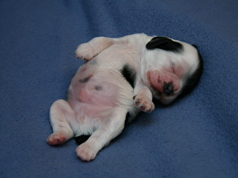 Newborn Puppy Sleeping