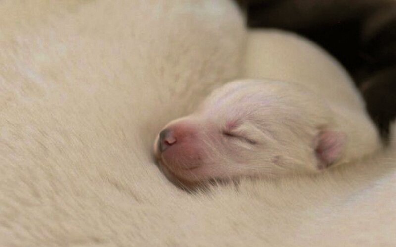 Newborn Puppy Sleeping — White, Peaceful