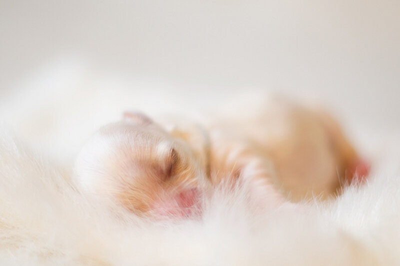 Newborn Puppy Sleeping — White