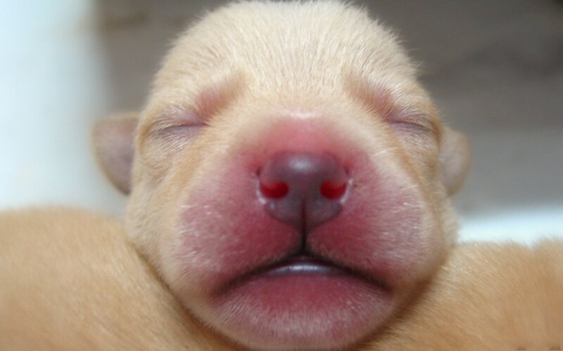 Newborn Puppy
