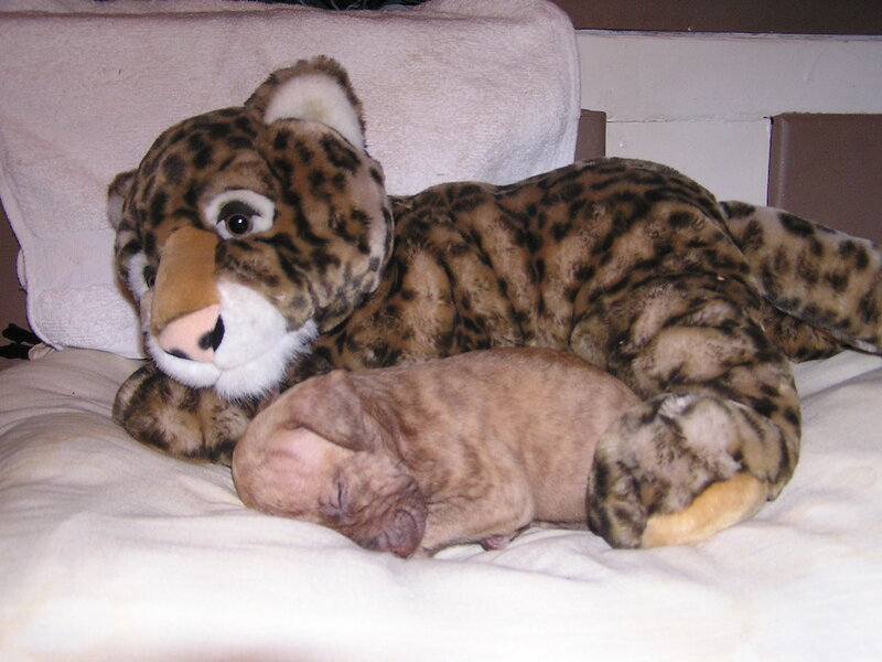 Newborn Puppy with Stuffed Animal