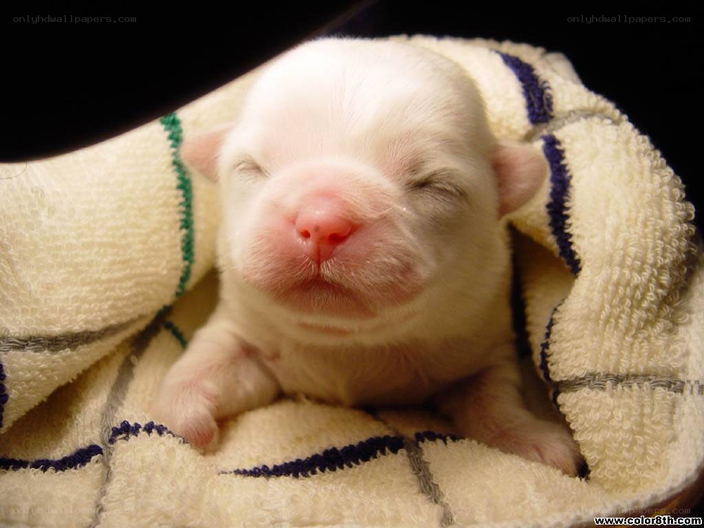 Newborn puppy wrapped in towel