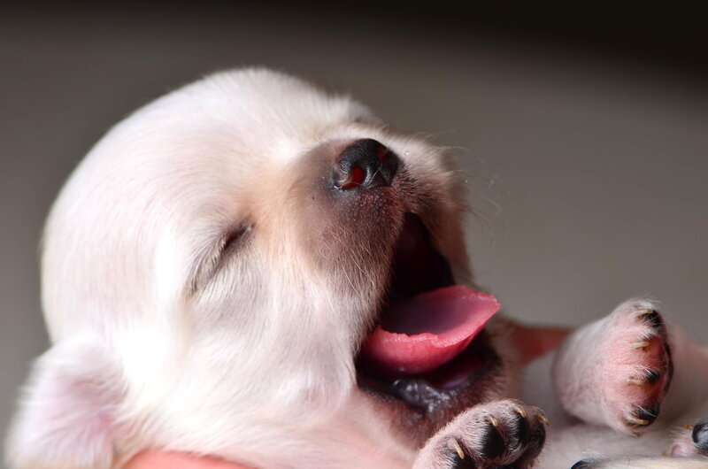 Newborn Puppy Yawning