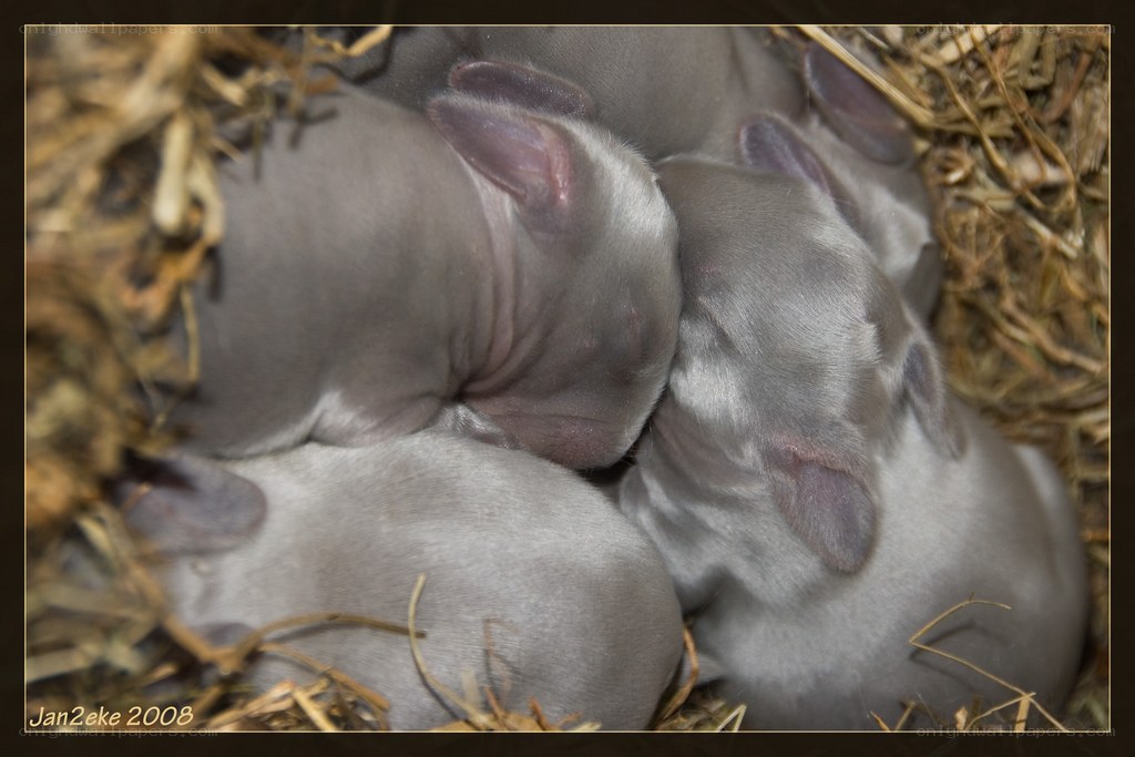 Newborn rabbits in hay