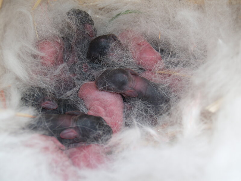 Newborn Rabbits in Nest