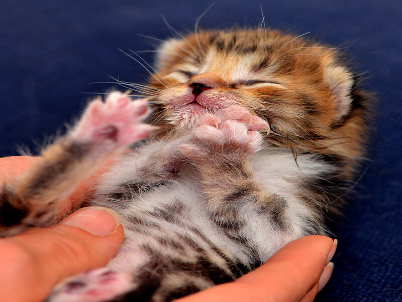 Newborn Tabby Kitten — Brown