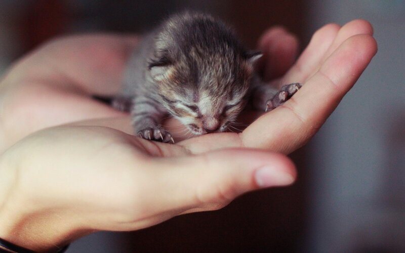 Newborn Tabby Kitten — Gray, Calm, Photograph