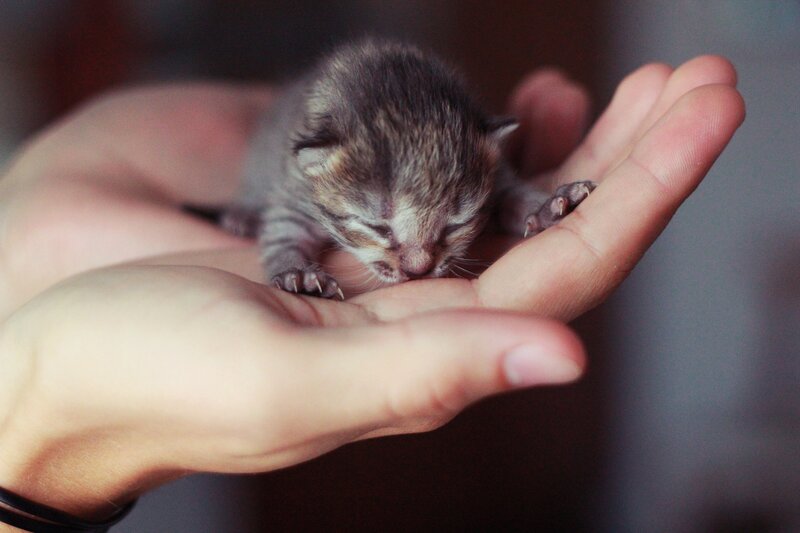 Newborn Tabby Kitten — Gray, Calm