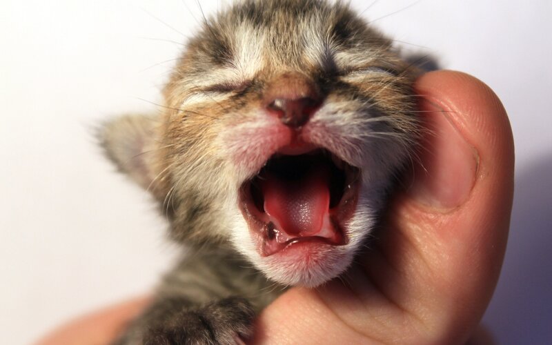 Newborn Tabby Kitten — Gray