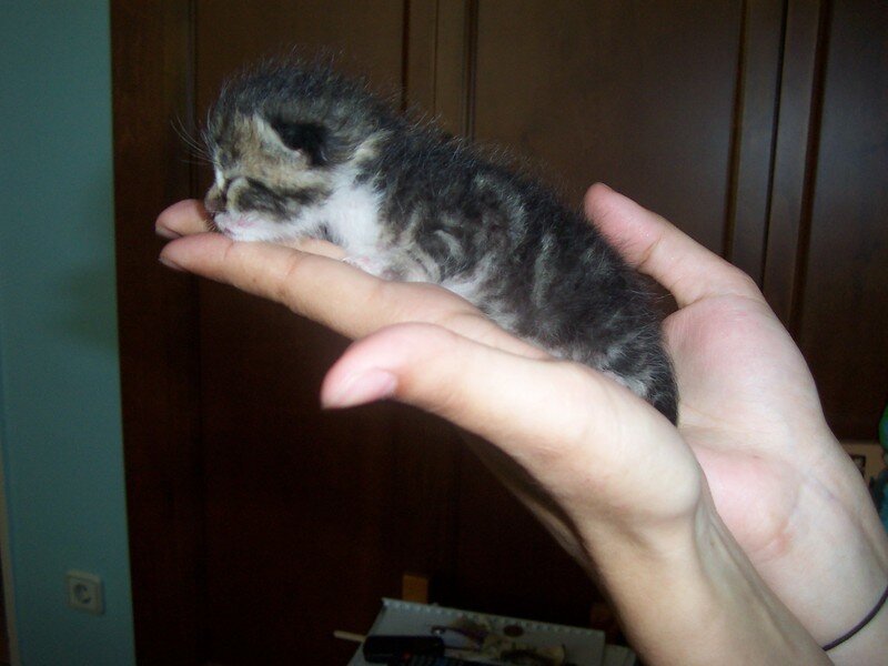 Newborn Tabby Kitten
