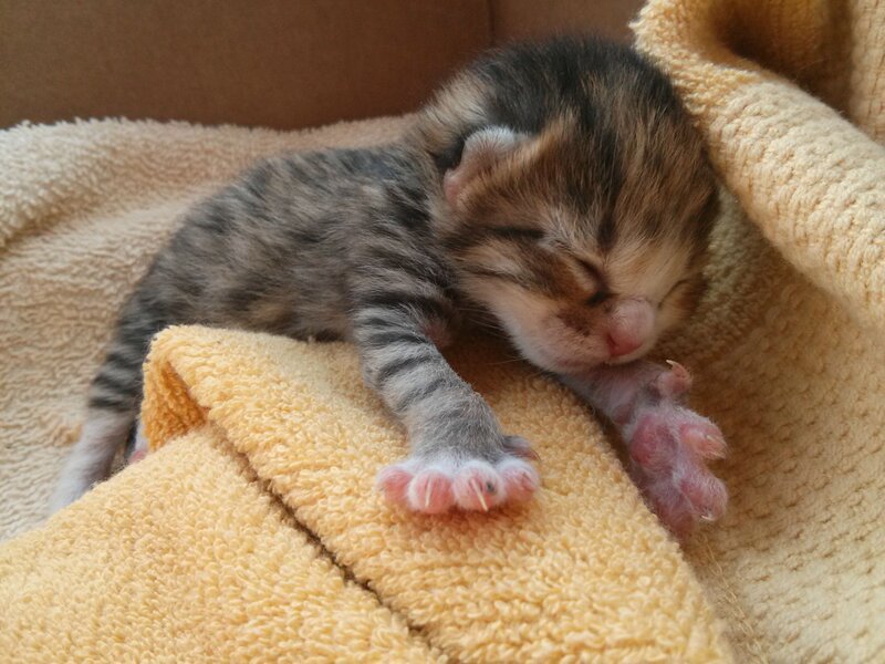 Newborn Tabby Kitten — Yellow