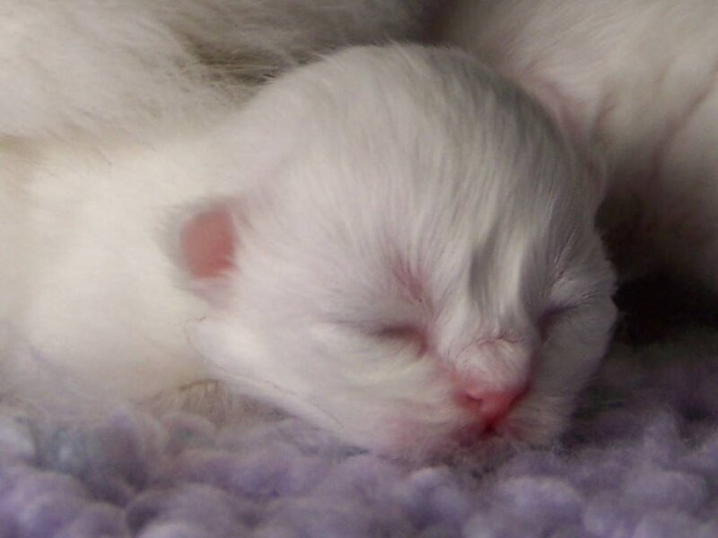 Newborn White Kitten