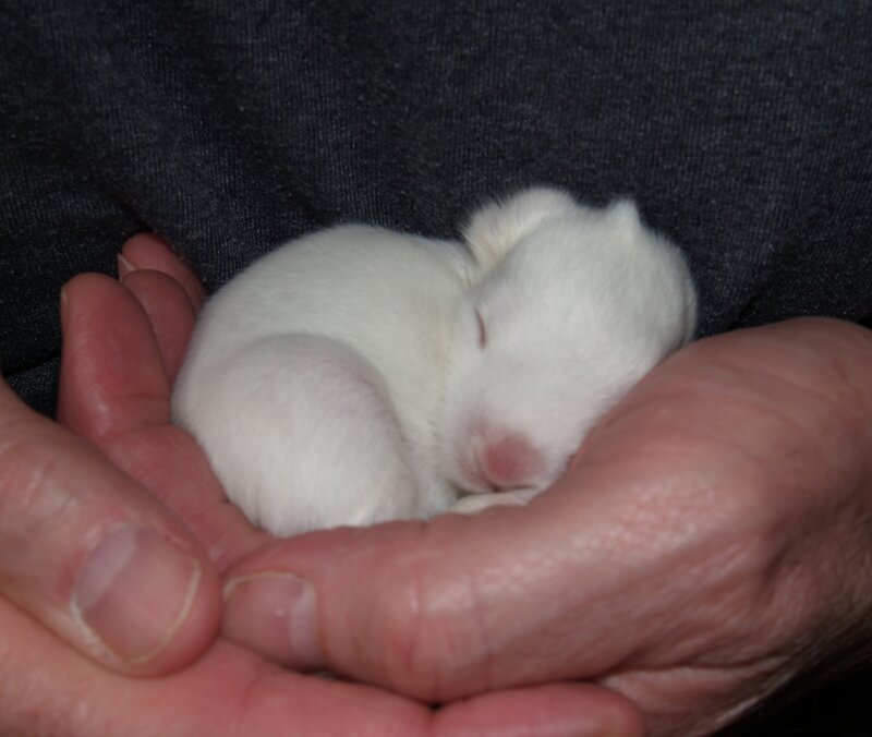 Newborn White Rabbit