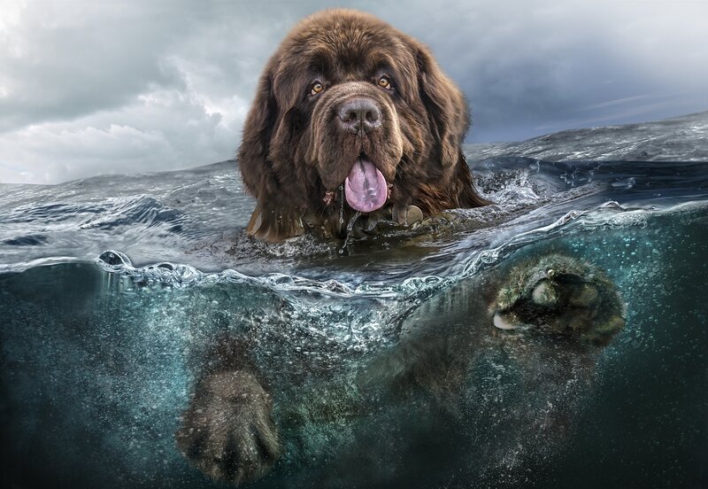 Newfoundland dog swimming