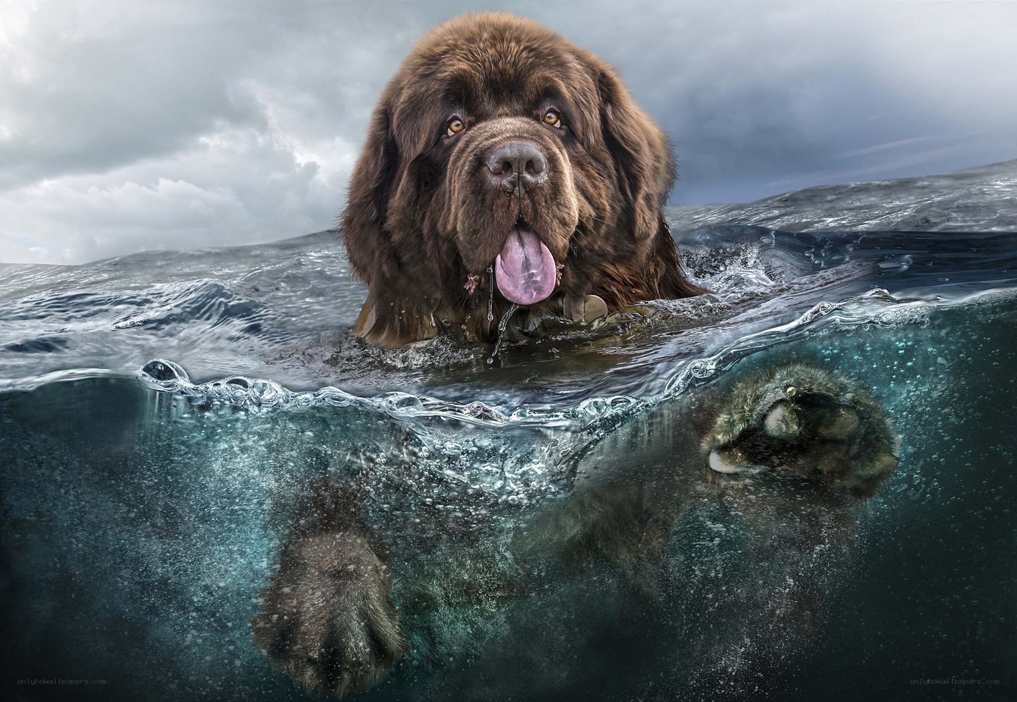 Newfoundland dog swimming