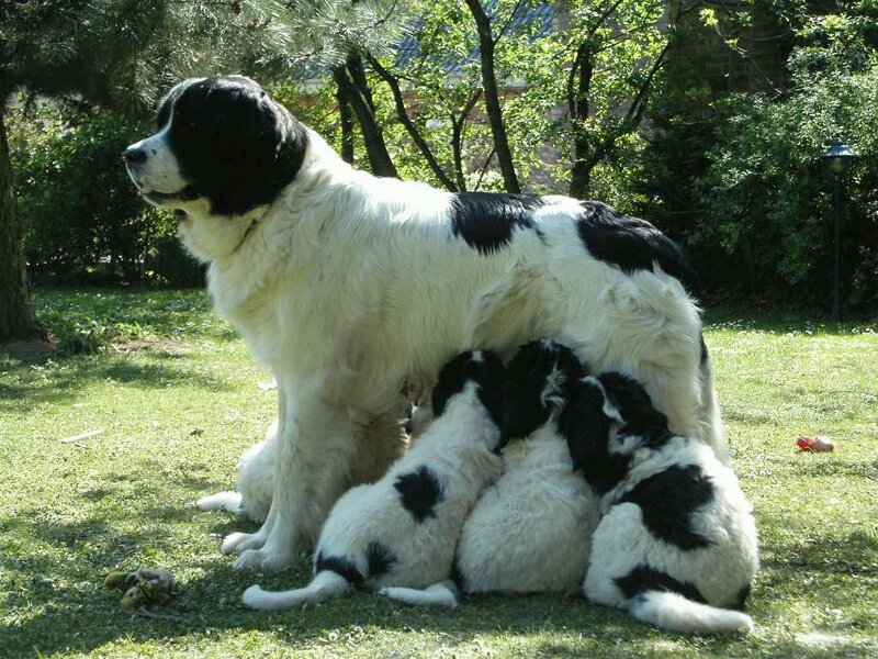 Newfoundland Dog with Puppies