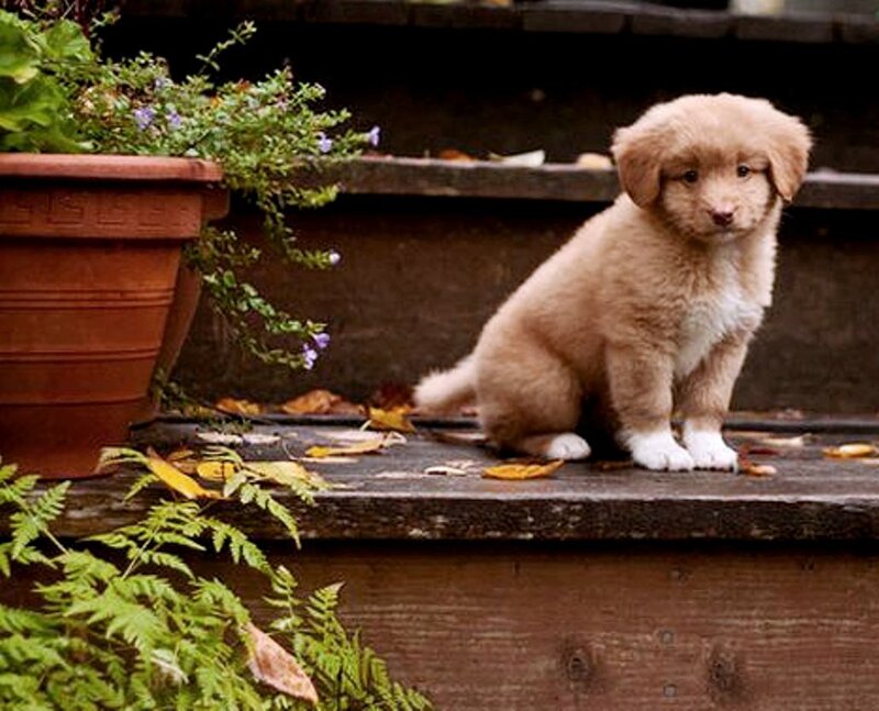 Newfoundland Puppy — Brown