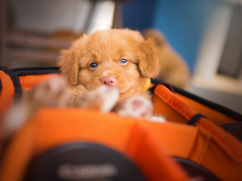 Newfoundland Puppy — Orange, Curious
