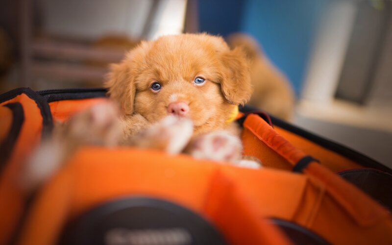 Newfoundland Puppy — Orange
