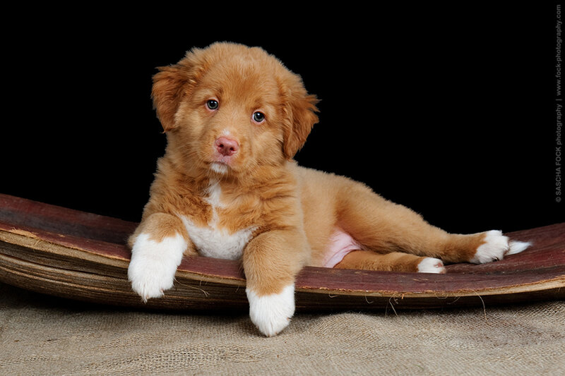 Newfoundland Puppy