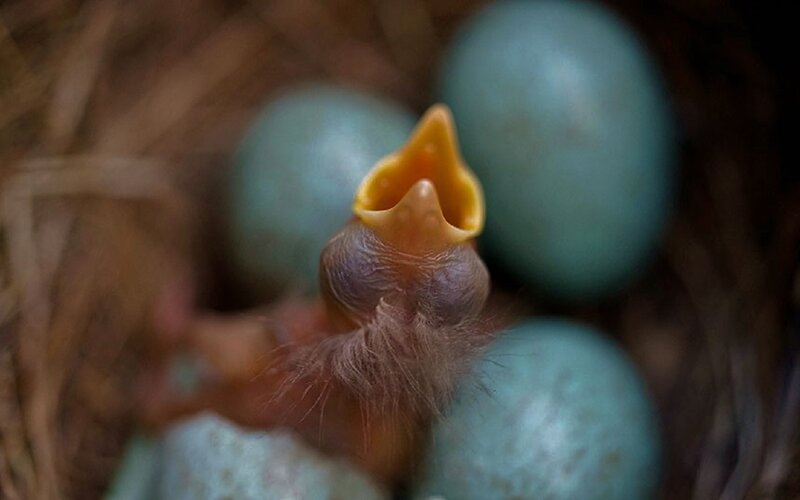 Newly Hatched Bird Chick — Brown