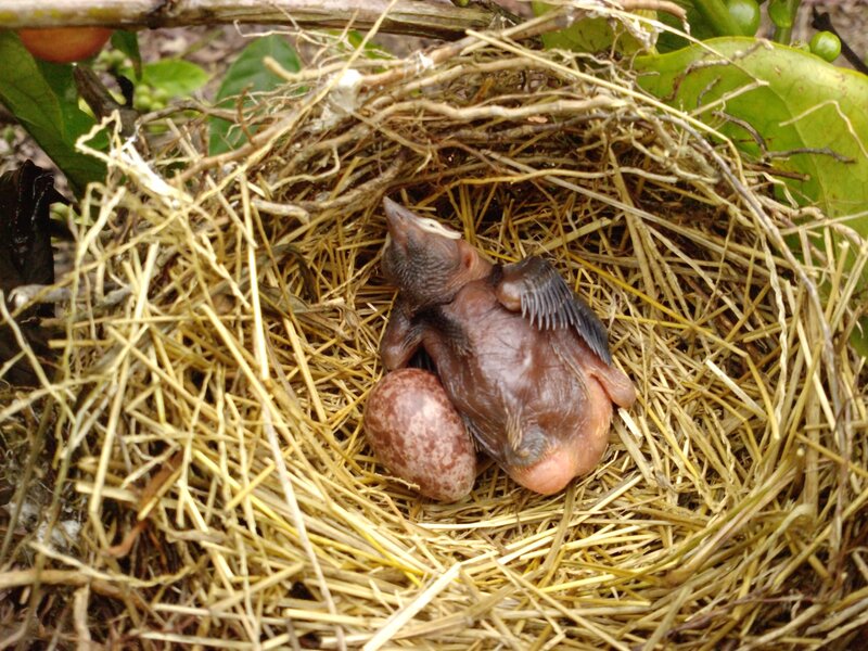 Newly Hatched Bird Chick