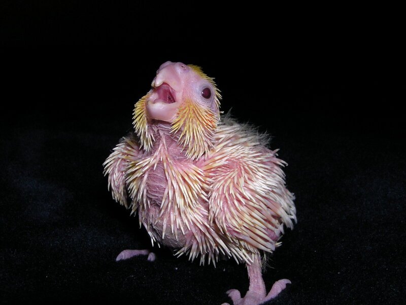 Newly Hatched Bird