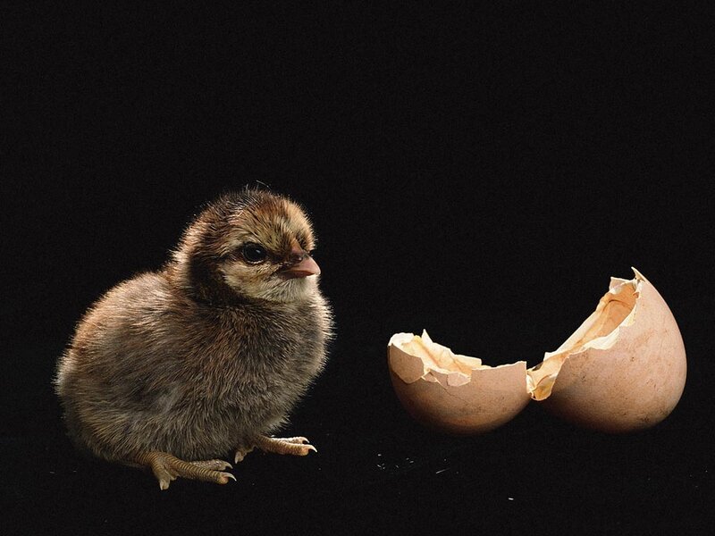 newly hatched chick