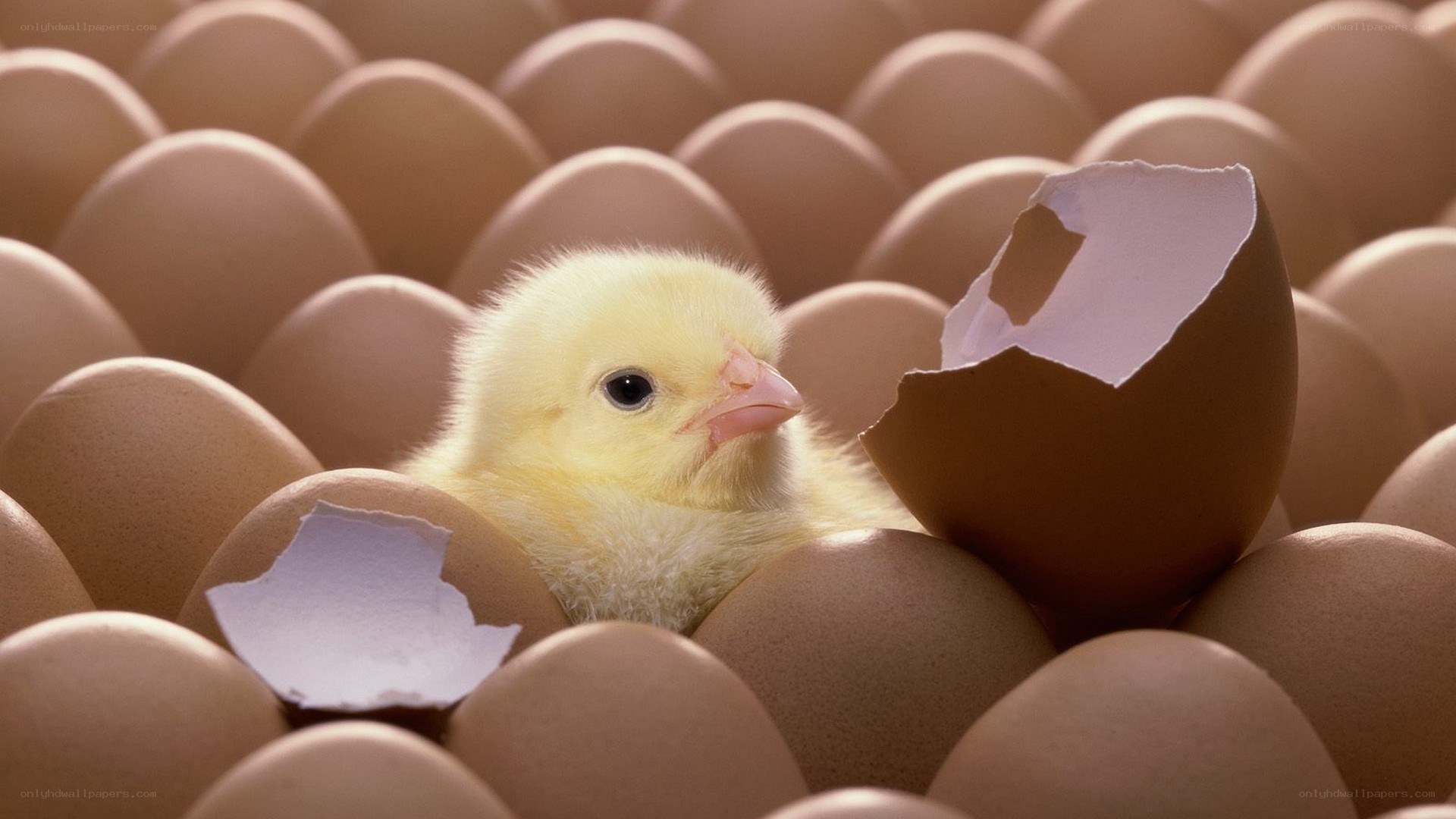 newly hatched chick among eggs