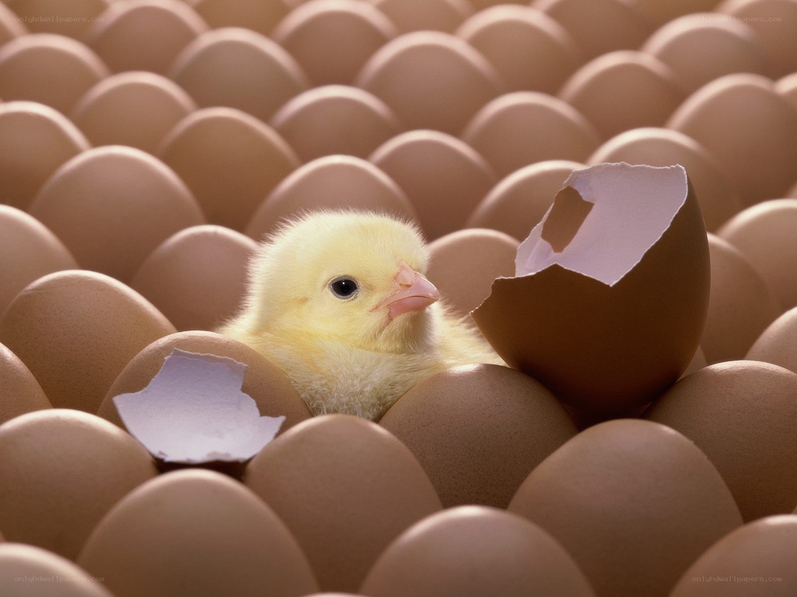 newly hatched chick among eggs