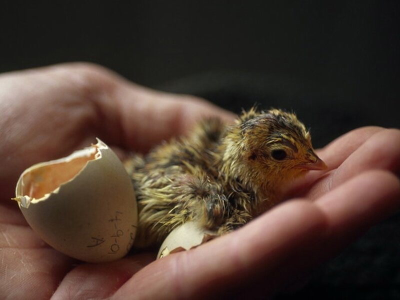newly hatched chick in hand