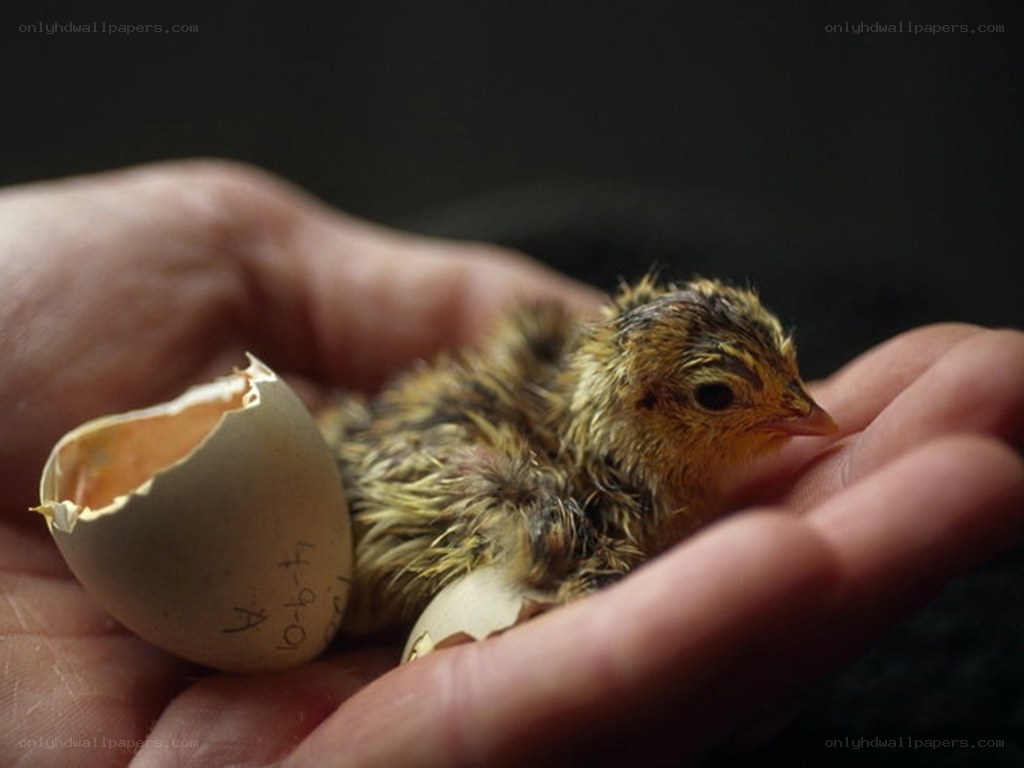 newly hatched chick in hand