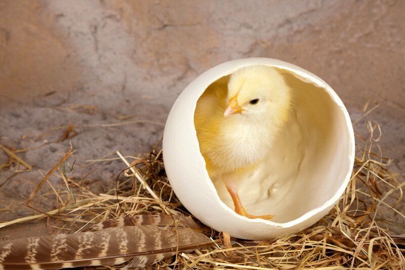 newly hatched chick in shell