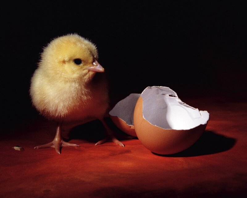 Newly hatched chick with eggshell