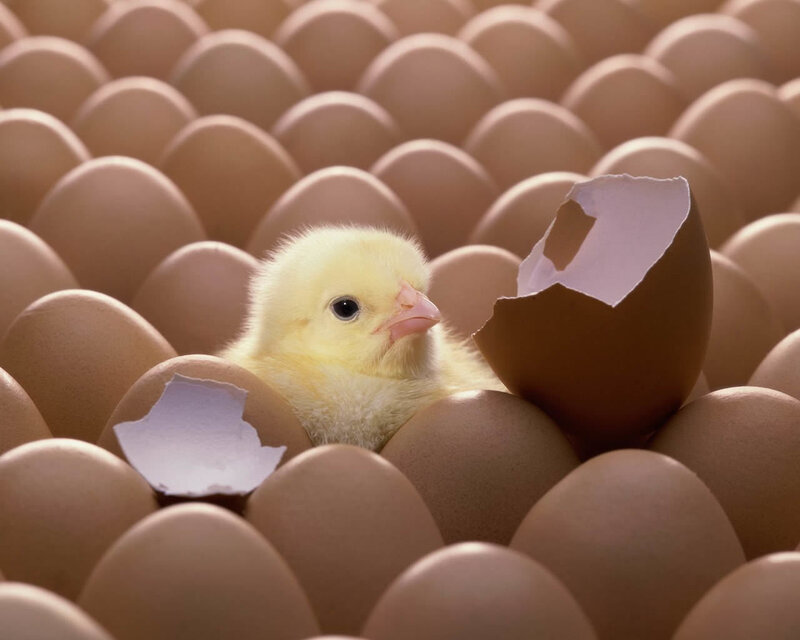 Newly Hatched Chick — Yellow, Calm, Photograph, Eggshell, Eggs