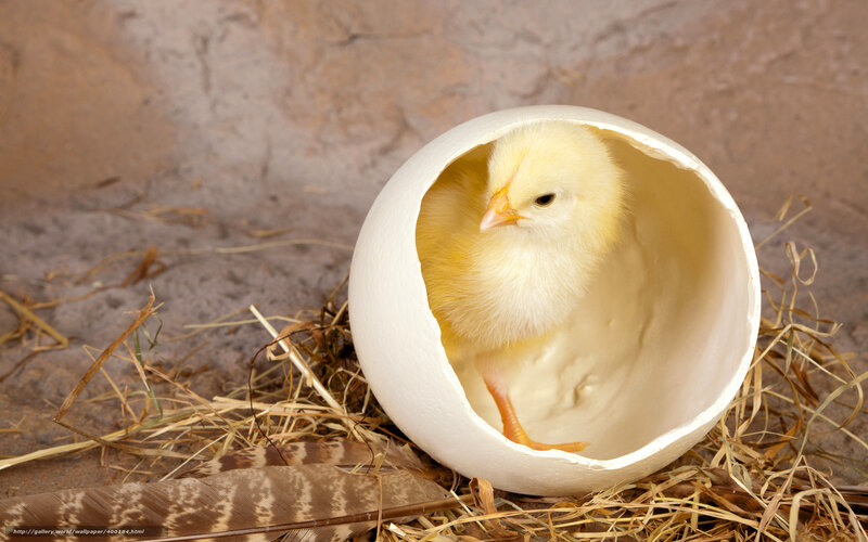 Newly Hatched Chick — Yellow, Calm, Photograph, Eggshell