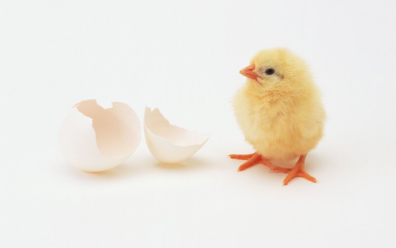 Newly Hatched Chick — Yellow, Calm, Photograph