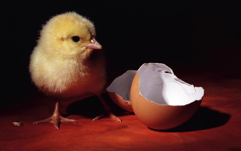 Newly Hatched Chick — Yellow, Dramatic, Photograph