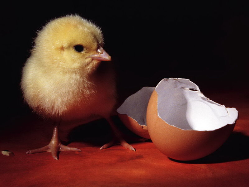 Newly Hatched Chick — Yellow, Dramatic